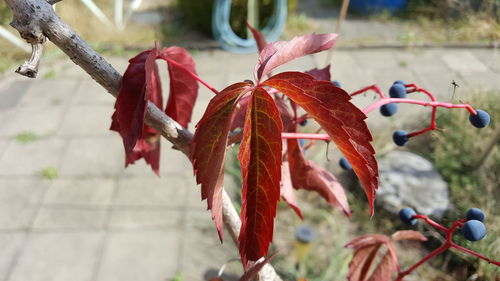 Close-up of red flowering plant