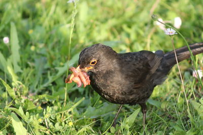 Close-up of a bird eating grass