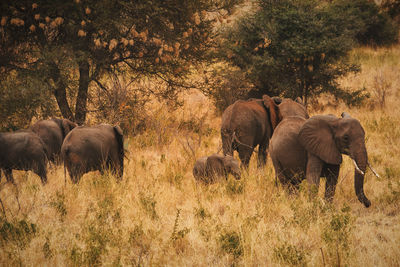 A herd of african elephants - loxodonta africana, at meru national park, kenya