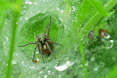 Close-up of spider on wet leaves