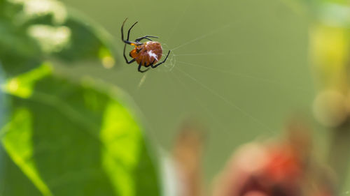 Close-up of insect