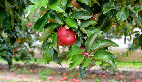 Close-up of apple growing on tree