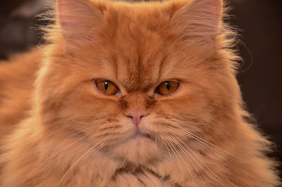 Close-up portrait of cat