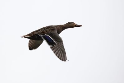 Low angle view of bird flying against clear sky