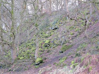 Full frame shot of trees