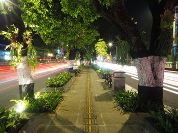 Street amidst trees and plants in city at night