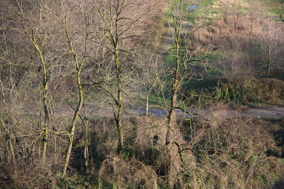 View of trees in forest