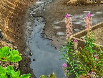 High angle view of pink flowering plants by water