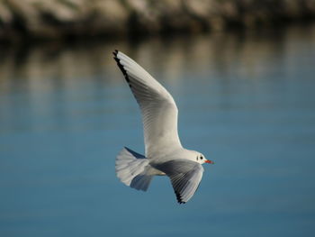 Seagull flying over sea