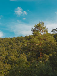 Scenic view of forest against sky