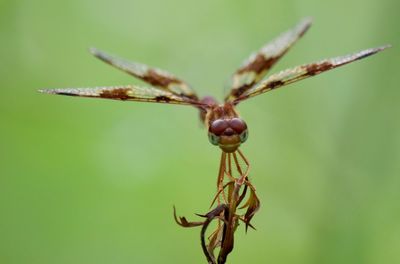 Close-up of dragonfly on twig