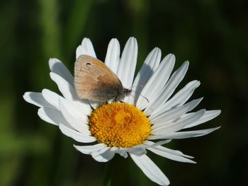 Close-up of butterfly pollinating on white flower