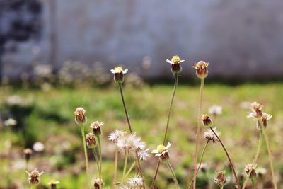 Close-up of white flowers blooming in field