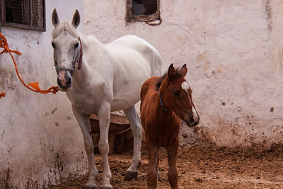 Horse and foal standing against barn