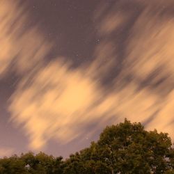 Trees against sky at night