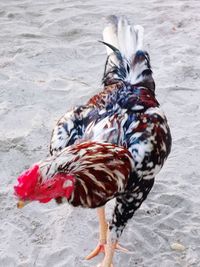 Close-up of birds on the beach