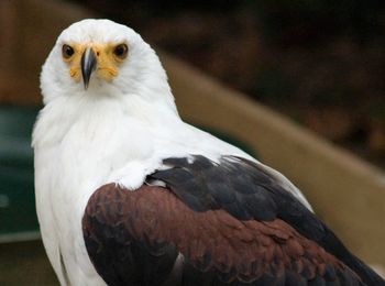 Close-up portrait of eagle