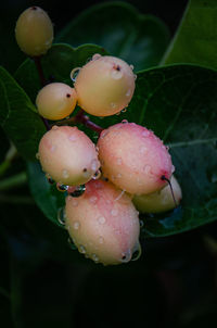 Close-up of wet berries growing on plant