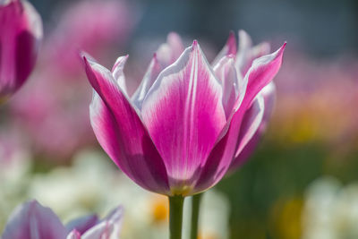 Close-up of pink water lily