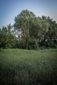 Trees against clear sky