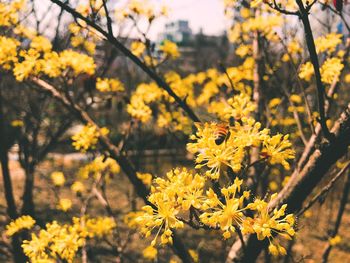 Close-up of yellow flowering plant