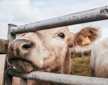 Close-up of cow