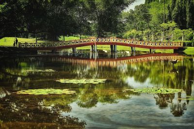 Bridge over lake in forest