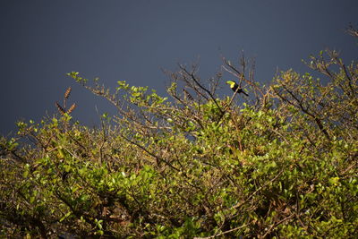 Low angle view of fresh green tree against sky