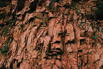 Full frame shot of tree trunk