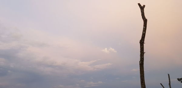 Low angle view of silhouette tree against sky