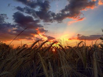 Silhouette plants on field against sky during sunset