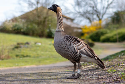 Side view of a bird on field