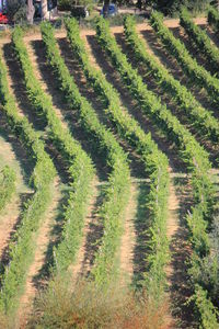 Scenic view of agricultural field