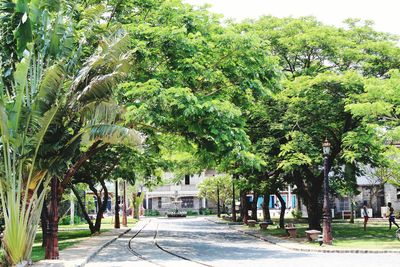 Trees in park