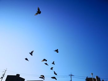 Low angle view of birds flying in sky