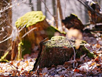 Close-up of mushroom growing on rock