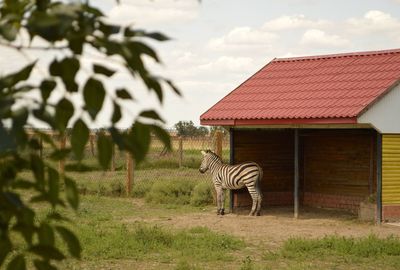 Zebra under southern sun of ukraine