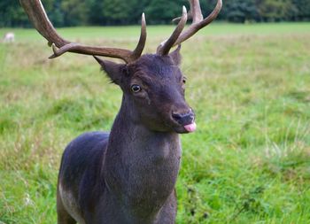 Lovely deer in the city of dublin