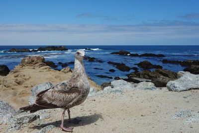 View of bird on beach