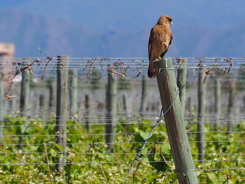 Bird perching on wooden post against sky