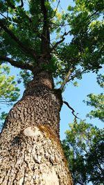 Low angle view of tree against sky