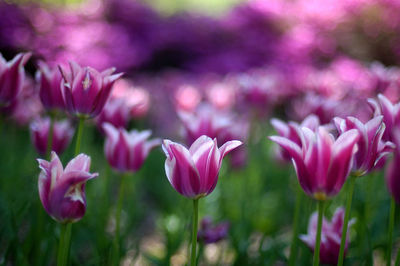 Close-up of pink tulips on field