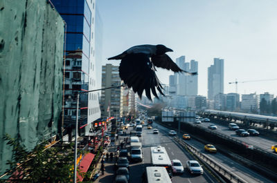 Birds flying in city against sky