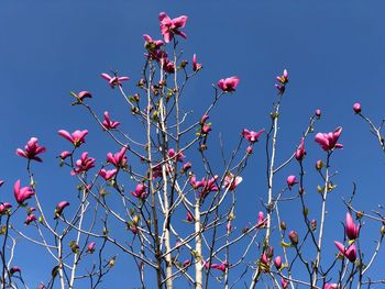 Low angle view of flowering plants against clear blue sky