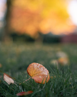 Close-up of mushroom growing on field