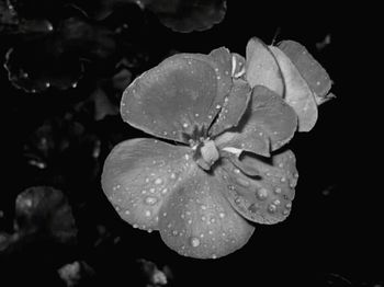 Close-up of water drops on flower