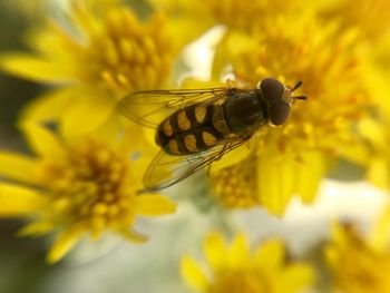 Close-up of butterfly pollinating on yellow flower