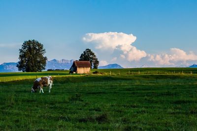 Cows on field against sky