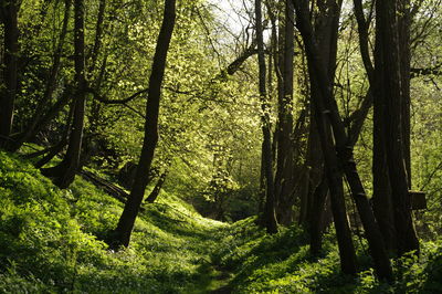 View of trees in forest