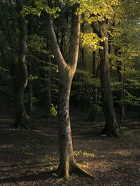 Trees on field in forest